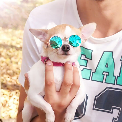 Dog  Sunglasses