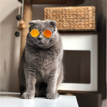 Load image into Gallery viewer, Stay in Style Pet Glasses